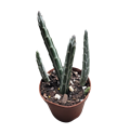 2" Senecio Stapeliiformis "Pickle Plant"